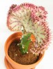 Euphorbia lactea cristata weiß - rosa 25 cm