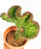 Euphorbia lactea Cristata grün 30 cm