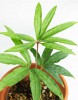 Anthurium polyschistum - falscher Hanf 20 cm