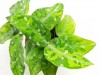 Aglaonema pictum tricolor Babypflanze 15 cm RARITÄT