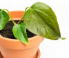 Anthurium Queen of Hearts Babypflanze 10 cm RARITÄT
