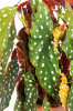 Begonia maculata / Forellenbegonie Wightii 45 cm