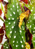 Begonia maculata / Forellenbegonie Wightii 45 cm