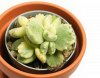 Cotyledon ladismithiensis variegata 9 cm