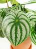 Peperomia argyreia Watermelon 35 cm