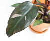 Philodendron Burgundy Princess 30 cm