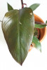 Philodendron Burgundy Princess 30 cm