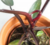 Philodendron Burgundy Princess 30 cm
