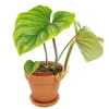 Philodendron plowmanii 40 cm