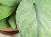Scindapsus Silver Hero RARITÄT