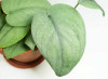 Scindapsus Silver Hero RARITÄT