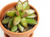 Sedum nussbaumerianum 10 cm
