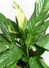Spathiphyllum Diamond variegata 55 cm