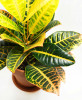 Codiaeum variegatum Petra Croton / Wunderstrauch 50 cm