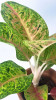 Aglaonema Grand Poppy NEUHEIT 35 cm Aglaonema Grand Poppy NEUHEIT 35 cm