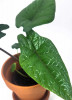 Alocasia scalprum Babypflanze 15 cm