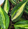 Hoya latifolia Pot of Gold 25 cm