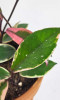 Hoya carnosa tricolor Flamingo Dream 20 cm