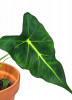 Alocasia Frydek Tattoo Babypflanze RARITÄT