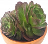 Aeonium arboreum var. atropurpureum Purple Rose 25 cm