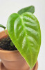 Anthurium veitchii Babypflanze 20 cm RARITÄT