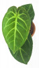Anthurium cryst. silver blush x besseae aff Jungpflanze 25 cm RARITÄT