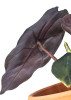 Alocasia suhirmaniana red petiole Babypflanze 12 cm