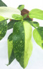 Philodendron Jose Buono Jungpflanze 25 cm