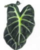 Alocasia Balloon Heart Babypflanze 18 cm RARITÄT