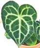 Anthurium clarinervium 40 cm