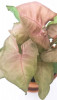Syngonium podophyllum Neon Robusta Babypflanze