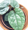 Anthurium luxurians platinum Babypflanze 15 cm RARITÄT