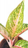 Aglaonema Romance Red 30 cm