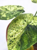 Alocasia dragon scale mint variegata RARITÄT