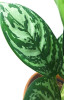 Aglaonema Jungle Silver 50 cm
