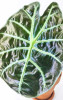 Alocasia suhirmaniana Red Petiole 40 cm RARITÄT