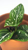 Aglaonema Toms Pride Babypflanze 13 cm