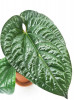 Anthurium luxurians x radicans 30 cm