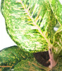 Aglaonema Pistachio Pink 45 cm NEUHEIT