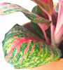 Aglaonema Red Balloon 35 cm NEUHEIT