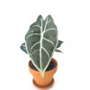 Alocasia watsoniana Red Vein Jungpflanze 30 cm RARITÄT