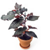 Begonia Arabian Sunset 40 cm NEUHEIT