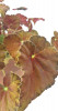 Begonia Amber Love 25 cm