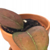 Hoya Tequila Sunrise 9 cm RARITÄT