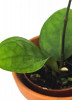 Hoya Tequila Sunrise 9 cm RARITÄT