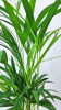 Chrysalidocarpus lutescens / Goldfruchtpalme