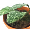 Hoya waymaniae Kapuas 15 cm RARITÄT