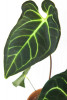 Anthurium regale 40 cm RARITÄT