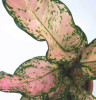 Aglaonema Pink Dolphin 35 cm NEUHEIT