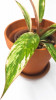 Philodendron Caramel Marble Jungpflanze 20 cm RARITÄT